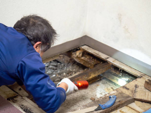 Water Damage Restoration in Norwood Young America, MN