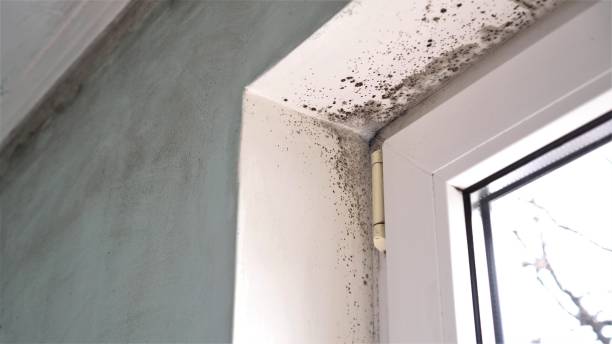 Best Mold Damage Repair  in Norwood Young America, MN