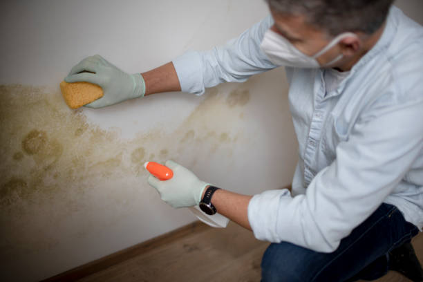 Best Attic Mold Removal  in Norwood Young America, MN