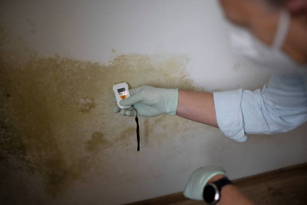 Best Mold Remediation  in Norwood Young America, MN